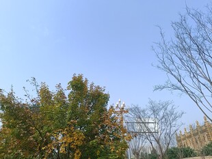 秋日树梢与蓝天景致