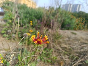 野外绽放的红黄相间小花