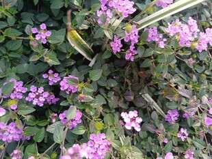 紫色小花丛中的多彩小鸟