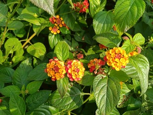 多彩马缨丹绽放绿叶间