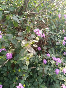 繁茂花丛中的紫色花朵