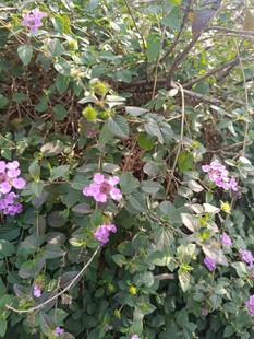 繁茂花丛中的娇艳紫花