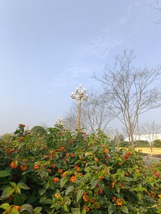 冬日绿植与光秃树木景观