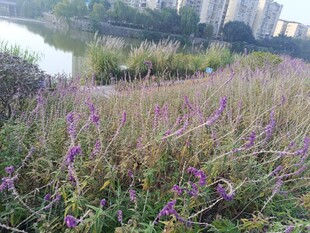 城市中绽放的紫色野花