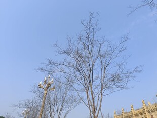 冬日无叶树木与建筑景观