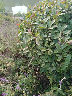 绿叶繁茂的灌木丛