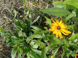 黄色小花绽放于绿叶间
