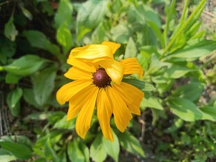 黄色黑心菊绽放于绿叶间