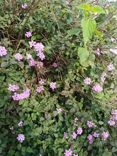 繁茂的粉色小花植物