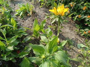 花园中绽放的黄色花朵