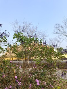 春日繁花绿植景观