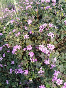 紫色小花绽放于绿叶间