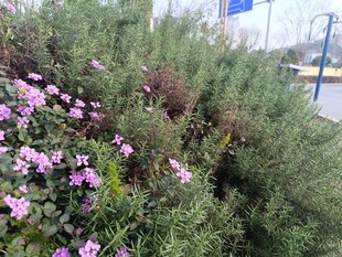 路边绽放的紫色花卉景观