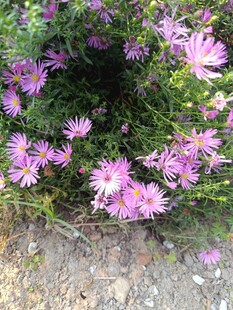 紫色小花绽放于绿植间