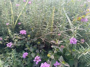 野外绽放的紫色小花