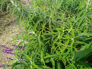 田野中的翠绿植物