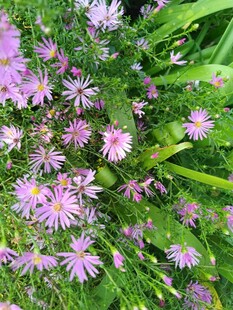 紫色小花绽放于绿叶间