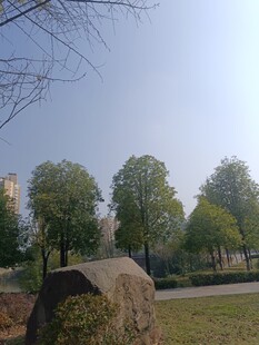 公园中的自然景致