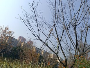 冬日枯树与远处建筑景观