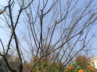 冬日枯树与艳丽花朵