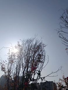 阳光下的光秃树木