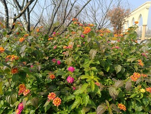繁花盛开的多彩植物景观