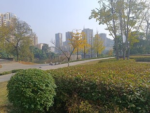 城市公园秋日绿植景观