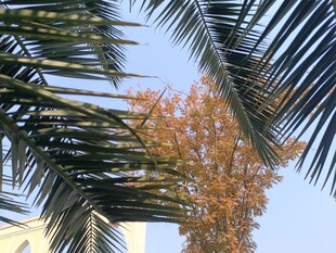 棕榈树叶与蓝天景致