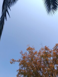 秋日树梢与蓝天景象