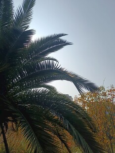 阳光下的棕榈树景观