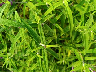 翠绿繁茂的绿色植物