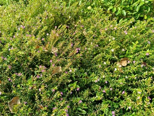 翠绿繁茂的灌木丛