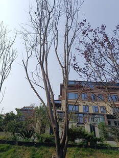 庭院旁树木与建筑景致