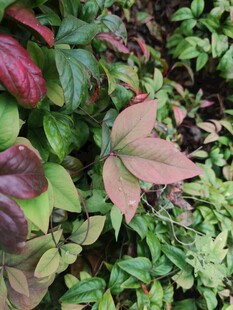 多彩斑斓的植物叶片