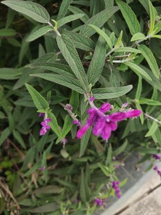 紫色小花绽放绿叶间