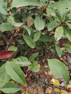 绿叶红边植物特写