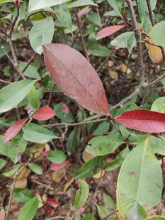 红叶绿叶交织的自然景象