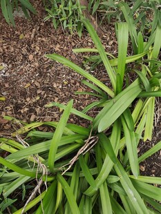 翠绿草丛中的生机景象