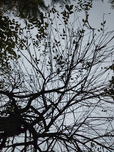 冬日枯树枝丫景象