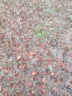 地面上散落的多彩落叶