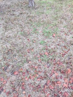 地面散落的多彩落叶