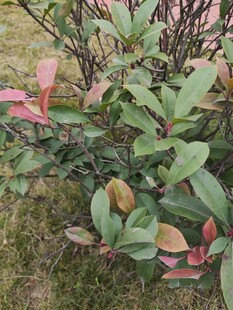 多彩叶片的绿植景观