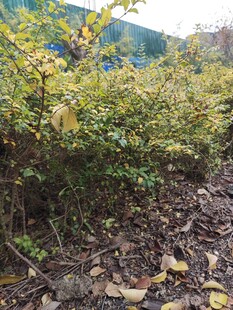 山间繁茂植被与碎石景观