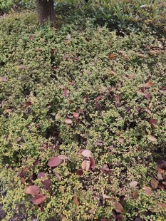 地面的多彩植物景观