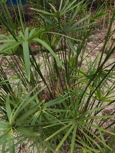 野外丛生的绿色植物