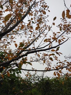 秋日树枝上的斑斓树叶