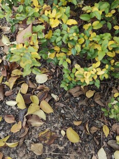 地面上的黄绿植物与落叶