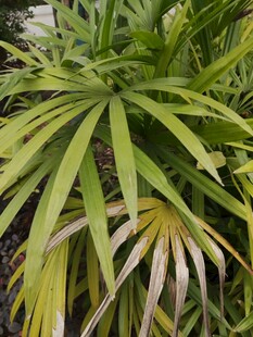 翠绿龙舌兰植物特写