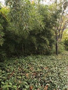 繁茂林下绿植景观