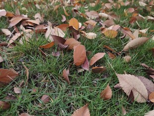 草地上的缤纷落叶